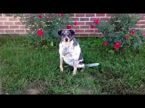 Dog's CCL HEALED!! No Surgery! Sasha's amazing story! #aclinjury #cclinjury #kneeinjury #blueheeler