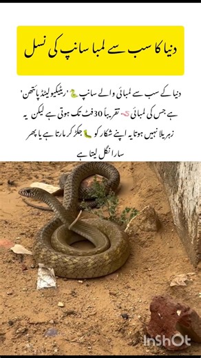 World Biggest Snake #snake #naturefacts #wildlife #nature #shorts