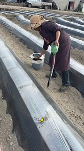 Liquid Feeding in Crop Rows. #FarmingTechnique #SoilInjection #SeedBoosting #PlasticMulchFarming #EfficientAgriculture | Doraya Jennings