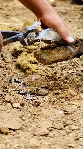 Gentle Cow Nail Trimming for Health #Shorts