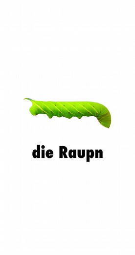 Die Bedeutung der Raupen in der Natur