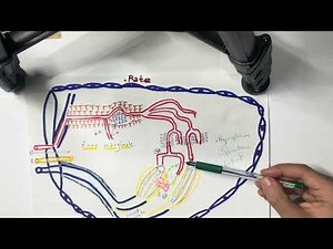 Histologie de la rate