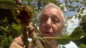 In honour of #PlanetEarthACelebration airing tonight, enjoy this mashup of David Attenborough and Duran Duran. | BBC Archive