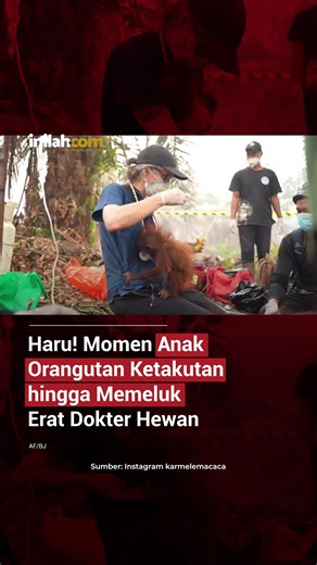 Seekor anak orangutan bernama Irene tampak ketakutan saat berada dalam pelukan dokter hewan Karmele Llano Sánchez. Sang induk saat itu tengah dibius untuk mendapatkan penanganan, sementara Irene yang terlihat kurus terus menempel erat mencari rasa aman. Karmele berusaha menenangkan Irene selama proses tersebut. - Selengkapnya kunjungi website dengan klik link di bio atau download aplikasi di AppStore dan Google Play Store. #Inilahcom #Anak #Pelukan #Orangutan #InilahNews