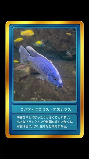 【お魚さん観察日記】コパディクロミス・アズレウス – Copadichromis Azureus