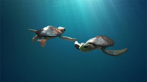 Mini-Lesson for A Sea Turtle's Story - NFB Blog