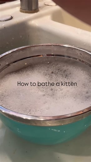 🚿🍼 How to Safely Bathe a Neonatal Kitten if necessary. I recently came across a rehab video where someone was bathing a kitten and got water in her ears—more than once 😬 It made me cringe and realize how important it is to show people how to do it safely. So here’s my start-to-finish guide on how to bathe a tiny kitten the right way 💧 🐾 Always check the water with your elbow — it should be warm, not hot or cold. 🐾 Never get water in the kitten’s ears, nose, eyes, or mouth — ear infections 