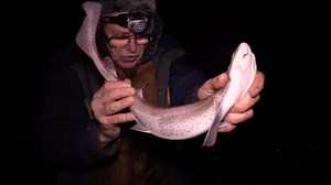 302 reactions · 7 comments | Beach Fishing pays off for Graeme #fishing | Totally Awesome Fishing | Facebook