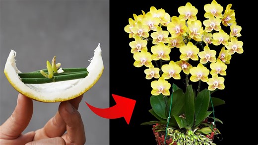 10K views · 82 reactions | US Europe Orchid Method Instant Sprouting and Full Bloom | H&H Garden Media | Facebook