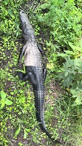 From Land to Water in Seconds 🐊 Florida Gator in Action