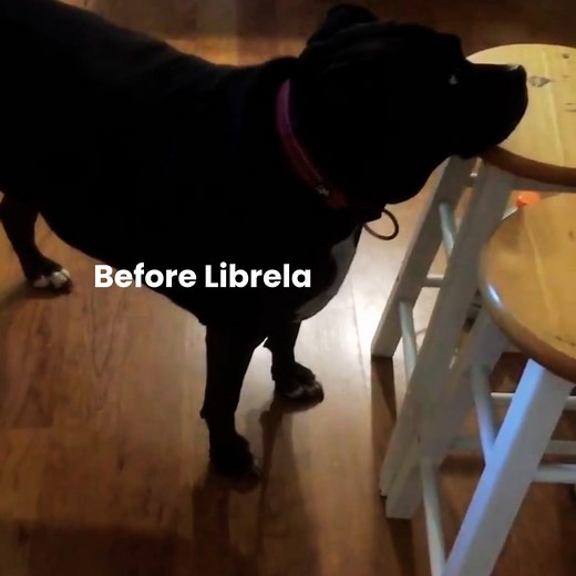 They told us it was a "wonder drug" with no side effects. A pain medication to help dog's with osteoarthritis. To date, Librela has been linked to 4,962 deaths, that is 20x the number of deaths as a leading drug for OA pain. With less than 50% efficacy rate, It's not worth the risk. #saynotolibrela #veterinarymedicine #petsafetyfirst #librelaawareness #librela #bedinvetmab #saynotolibrela #librelafordogs #informedconsent #pawsoverprofits #solensia #beransa #vetmed #ProtectOurPets #dogsarefamilyt