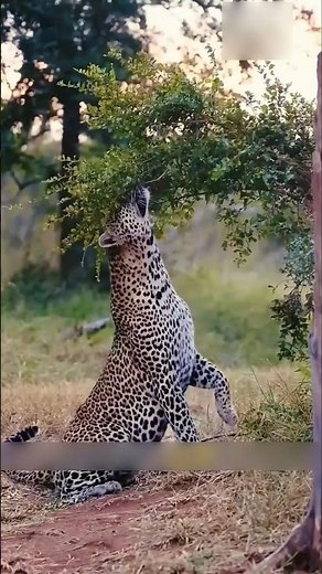 Leopard attacked the wild dogs | Leopard Vs Wild Dogs | #leopard #wilddogs #shorts #dog #wildlife