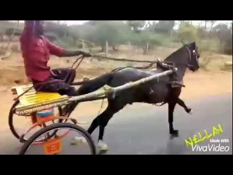 Kp&Vp Boys horse training