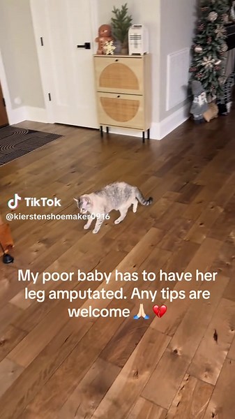 Caring for a Dog After Leg Amputation