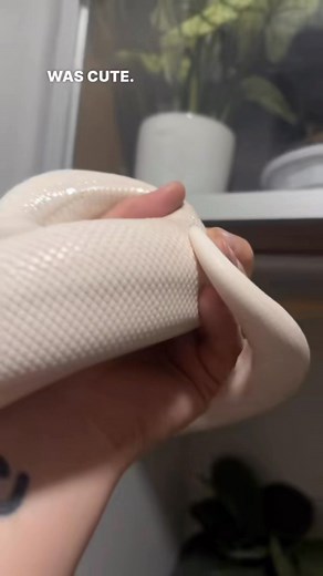 3.2M views · 144K reactions | Snakes on a plane.Do you like when I videos like this?#python #pythons #snake #snakes #snek #reptile #reptiles #reptilesofinstagram #reptilelover #reptilekeeper #pet #pets #daily #instagram #tiktok #reels #cute #fun #happy #ballpythonsoftiktok #boise #idaho #funny #sorong2 hours ago | Black Lake Reptiles | Facebook