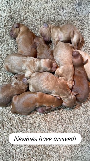Cockapoo of Excellence on Instagram: "They’re here! They will be ready for their forever homes in January!. . . #cockapoo #puppies #doodles #palmbeachcockapoos #miamicockapoos #georgiacockapoos #tampapuppies #naplesdoodles #floridacockapoos #naplescockapoos #springhillcockapoos #orlandocockapoos #floridadoodles #tampacockapoos #tampadoodles #floridapuppies #orlandodoodles #miamidoodles"