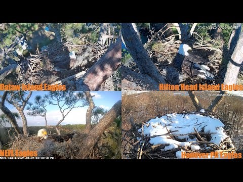 Live Bald Eagle Multi-View Nest Watch - 2025