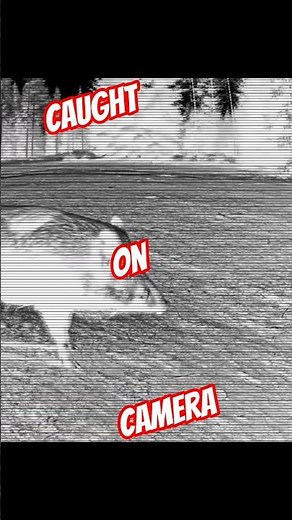 Wild Boar vs Wolf | Brutal Wildlife Fight Caught on Night Vision Camera #shorts #animalfight #wolf