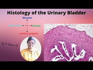 Histology of the Urinary Bladder