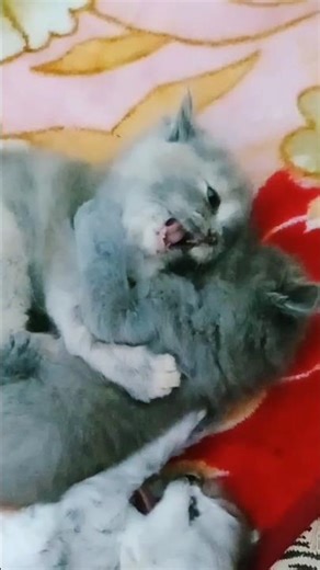 Angry Cats Sound | Cat Fight sound effects | Kitten fighting #catlovers #cat