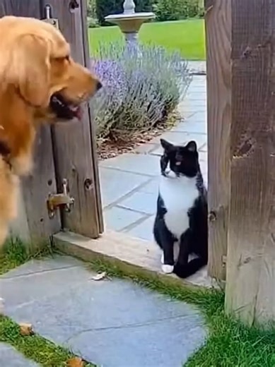 FACE CONTROL Assistant Zone — AI and automation #humor #shorts #top #ai #aivideo #aishorts