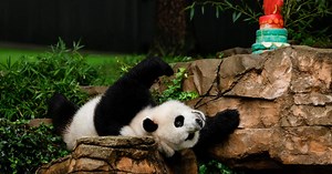 La désinformation sur les pandas attise le sentiment antiaméricain en Chine