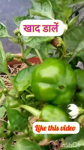 The Secret to Growing HUGE Capsicum! 🫑 #gardening