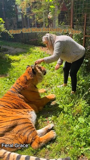 If Your Cat Was Actually a Tiger.#bigcat #tiger #tigers #bigcats #animallife #wildlife #wildanimals