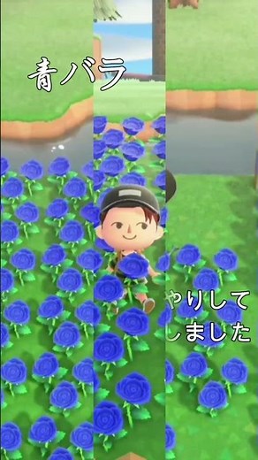 【あつ森】青バラ #Shorts ※交配方法 説明欄記載