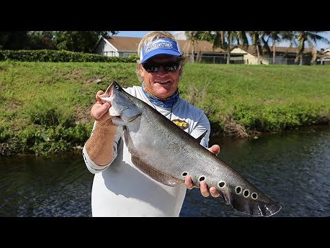 Clown Knife Fish and Big Largemouth Bass in South Florida Canals