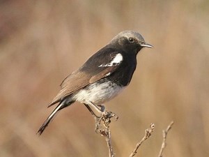 Mountain wheatear - Alchetron, The Free Social Encyclopedia