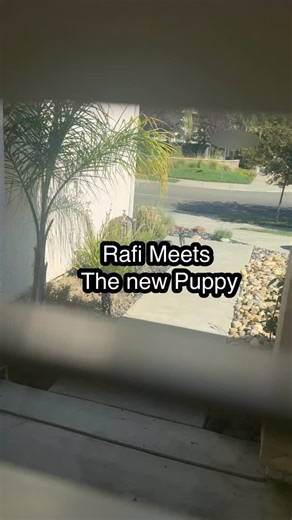 Rafi & Broly on Instagram: "Broly’s “Gotcha” Day. I can’t believe it’s been a year since this spunky little pup came to live with us. We love you, Broly Monster 🐶. . . . #boxer #puppies #boxerpuppy #dogs #cute #dogsofinstagram"