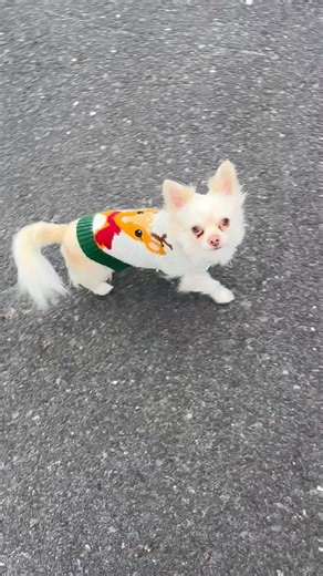 More of the Hello Cleo Training Family! | Hello Cleo Dog Training