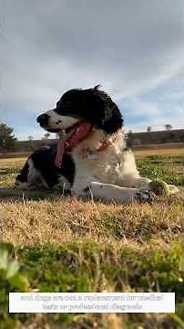 Can Dogs Detect Alzheimer's?
