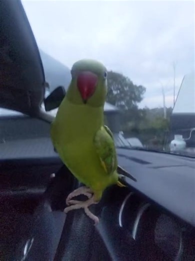 3.9K views · 57 reactions | I'll take what I can... 藍藍#indianringneckparrot #wolfwhistle #birdsoftiktok #talkingparrot #birdsoftiktok | Lifewithbird93 | Facebook