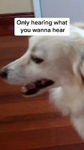 This pup can't turn down an ear-resistible walk! 🐕‍🦺👂#afv #funny #dogs | AFV Classics