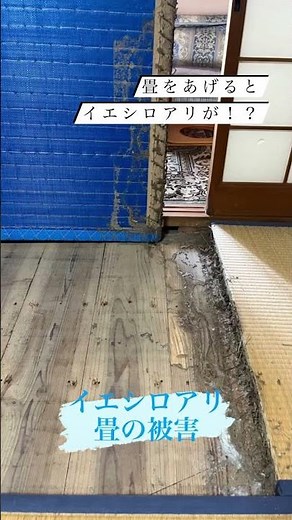 畳にシロアリ