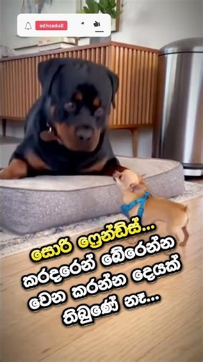 මළ කරදරේ ඉවර කළා 🔵😂 #shorts #viral #meme