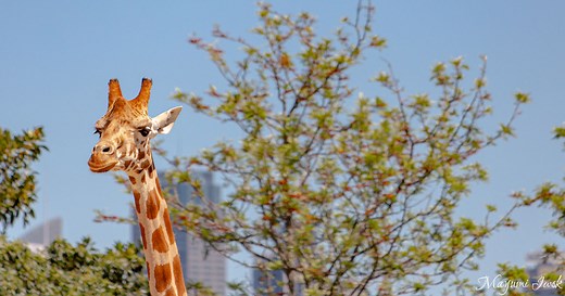 タロンガ動物園完全ガイド：フェリーに乗ってシドニー湾の絶景を楽しむ
