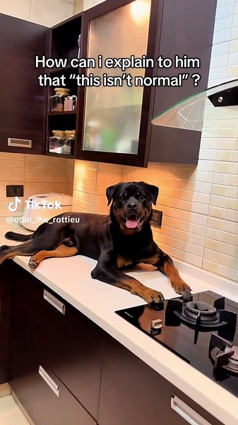 Understanding Your Dog's Unusual Behavior