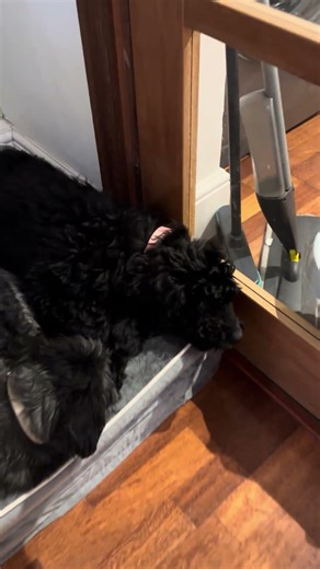 Get a puppy they said !!