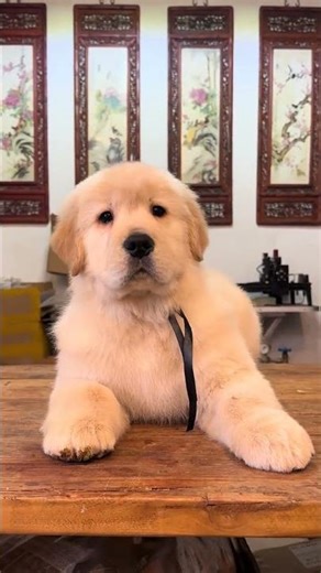 Meet the Adorable Racing Golden Retriever