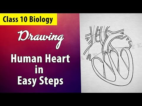 How to draw human heart step by step | easy trick to draw Human Heart| NCERT class 10 | biology