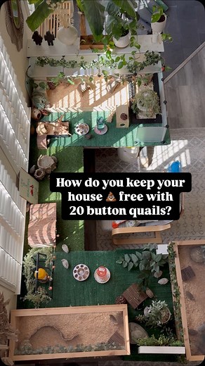 JiYeon | Welcome to my not-so-poop-free, totally lovable, slightly dusty button quail kingdom! In this video, I’m answering one of the most... | Instagram