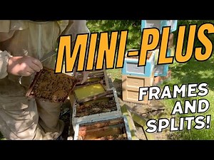 Mini Plus Frames and Splits