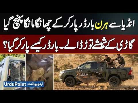 Deer Crossed India-Pakistan Border, Reaches Chhanga Manga, Breaks Car Window - How Did Cross Border?