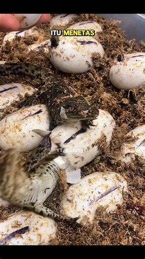 HOW ANIMALS LAY EGGS #gudangit #fyp