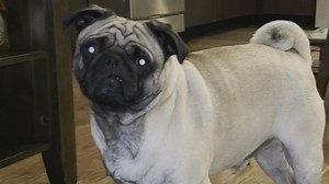 Family heartbroken after 4-year-old pug dies at groomer