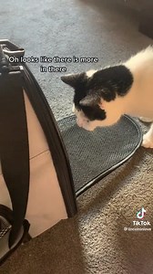 How do you get your kitty in the carrier? 🤔 | The Cat Butler - UK