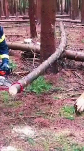 Tree Cutting Safety Practices in a Forest Environment